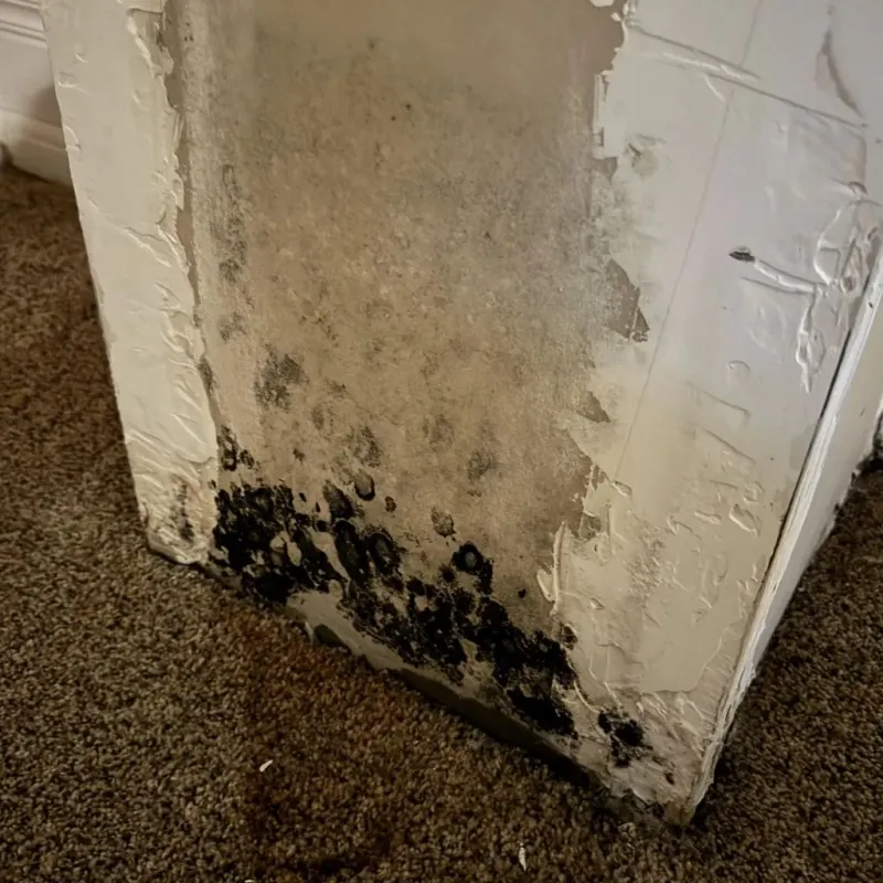 Professional Mold Removal in Palm Coast, FL